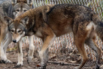 Фотография к новости: Туши 80 овец обнаружили сельчане после "уроков" стаи волков в ВКО