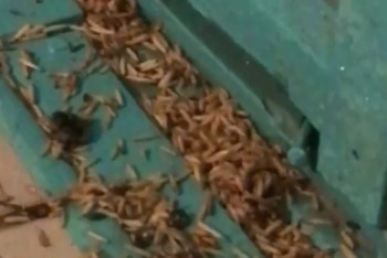 Фотография к новости: "Дождь" из червей сыпется в подъезде одного из домов Костаная 