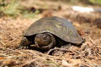 Фотография к новости: Умерла самая старая черепаха мира, почти ровесница Петра I