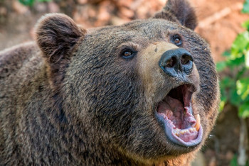 Фотография к новости: Медведь загрыз женщину в Забайкалье