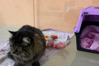 Фотография к новости: Люкс для кошечки. Где временно разместить домашних питомцев в Нур-Султане