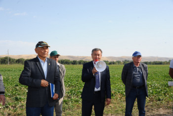 Фотография к новости: Генетически новые сорта семян начали применять свекловоды Алматинской области
