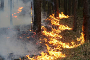 Фотография к новости: Озвучен размер ущерба от лесных и степных пожаров в Казахстане