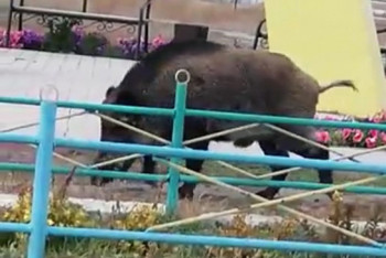 Фотография к новости: Дикого кабана на детской площадке застрелили полицейские в ЗКО 