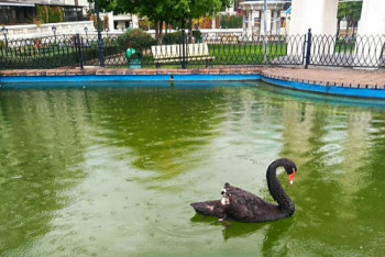 Фотография к новости: Как чувствует себя алматинский лебедь с подрезанными крыльями, рассказали специалисты