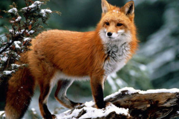 Фотография к новости: Прыгающую на детском батуте дикую лису сняли на видео в Швеции  