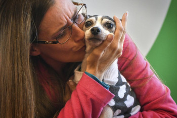 Фотография к новости: Пропавшую собаку нашли спустя 12 лет в США