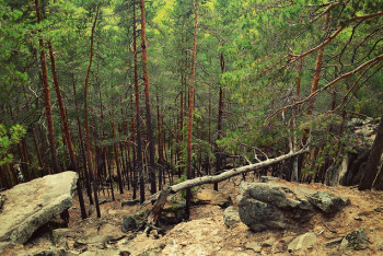 Фотография к новости: Труп мужчины обнаружили в лесу грибники СКО	