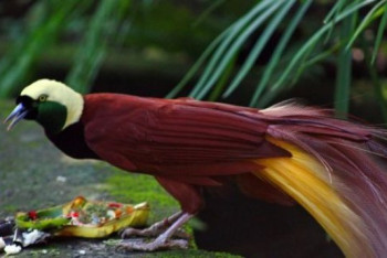 Фотография к новости: Северная Америка потеряла почти 3 миллиарда птиц с 1970 года