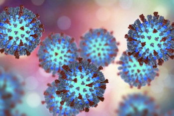 Фотография к новости: Два новых вида кори появились в Казахстане