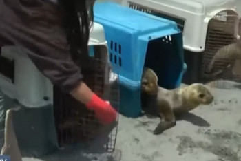 Фотография к новости: Морских львят выпустили на волю в Перу 