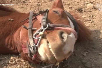 Фотография к новости: Лошадь виртуозно "умирает", когда ее пытаются оседлать: в сети появилось вирусное видео