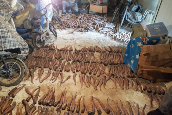 Фотография к новости: Более тонны рогов сайги изъял КНБ в ходе спецоперации