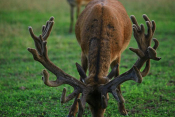 Фотография к новости: Олень притворился мертвым и убил охотника в США