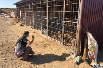 Фотография к новости: Турист намерен увезти найденных бездомных щенков из Мангистау в США