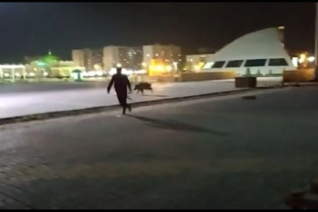 Фотография к новости: Полицейские гонялись за диким кабаном на площади Первого Президента в Уральске