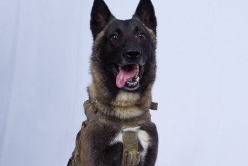 Фотография к новости: Американцы затроллили Дональда Трампа собачьим флешмобом 