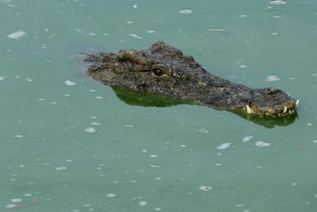Фотография к новости: Крокодил утащил пса на глазах у потрясенного хозяина в Австралии