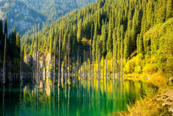 Фотография к новости: Миллионы долларов выделит Южная Корея на восстановление лесов в Казахстане