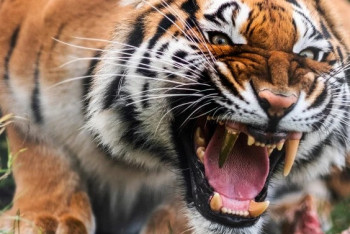 Фотография к новости: Золотой клык появился у тигрицы в Германии