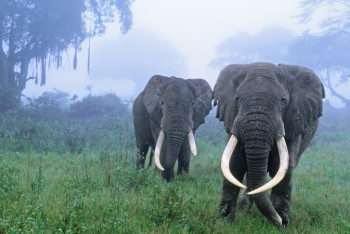 Фотография к новости: Пять человек убил разъярившийся слон в Индии  