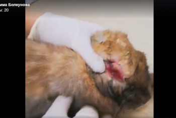 Фотография к новости: Контактный зоопарк на Атакенте закроют, алматинка просит спасти животных