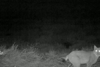 Фотография к новости: Краснокнижная рысь попала на видео в Чарынском нацпарке