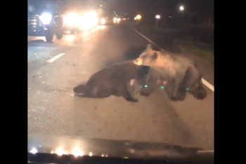 Фотография к новости: Медведи спасали сбитого на дороге раненого детеныша: в сети появилось душераздирающее видео