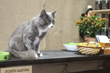 Фотография к новости: Кота устроили работать продавцом магазина в Перми 