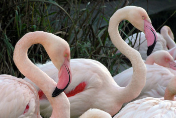 Фотография к новости: Тысячи розовых фламинго прилетели в Мангистаускую область