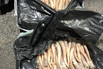 Фотография к новости: Казахстанец пытался вывезти около 120 кг рогов сайги