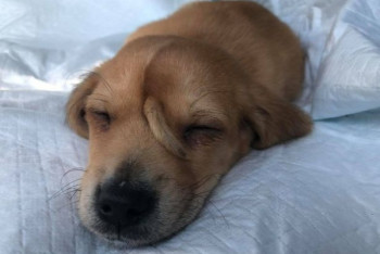 Фотография к новости: Щенка, на лбу которого растет хвост, нашли в США