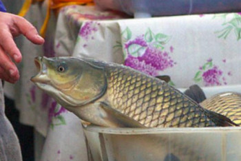 Фотография к новости: Удобрения, рыба и машина: какие взятки получают казахстанские чиновники