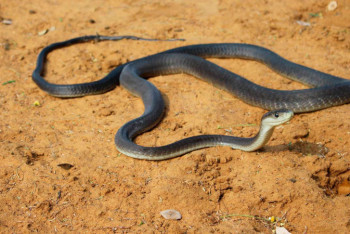 Фотография к новости: Вьетнамские дети использовали вместо скакалки мертвую змею 