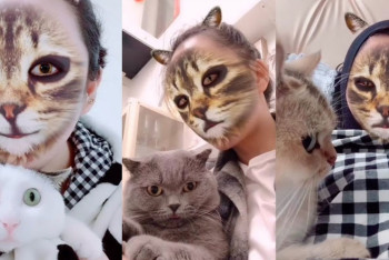 Фотография к новости: Коты снова покоряют интернет: их шокируют виртуальные кошачьи маски 