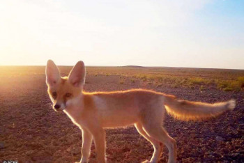 Фотография к новости: "Селфи" казахстанского лисенка разместили в Сети
