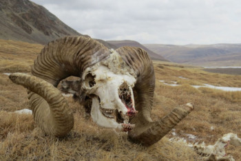 Фотография к новости: Резко вырастет сумма штрафа за уничтожение диких животных в Казахстане