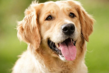 Фотография к новости: Формулу пересчета возраста собак в "человеческий" объяснили ученые