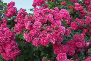 Фотография к новости: 700-метровый вертикальный розарий появится в Алматы