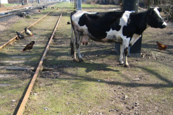 Фотография к новости: Машинистам пришлось более 1500 раз экстренно останавливать поезд из-за пасущегося скота