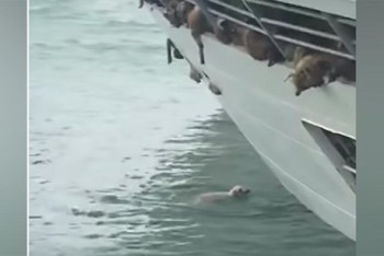 Фотография к новости: Судно с 14 тысячами овец перевернулось на побережье в Румынии