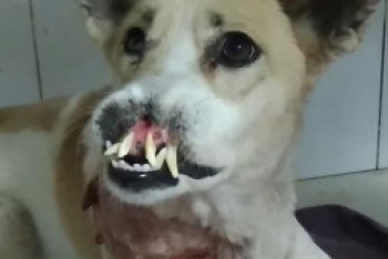 Фотография к новости: Полицейские проверяют, кто оторвал нос собаке и напал на нее с ножом в Алматы