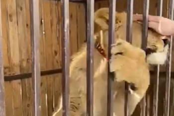 Фотография к новости: Видео со львом Симбой из Актау изучают специалисты  