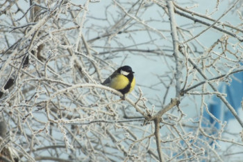 Фотография к новости: Ясный день прогнозируют синоптики 28 ноября в Казахстане