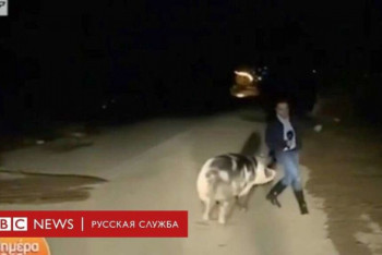 Фотография к новости: Любопытная свинья сорвала прямой эфир греческому телеканалу