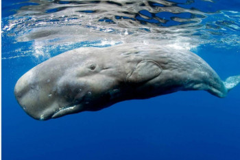 Фотография к новости: 100 килограммов мусора нашли в желудке кашалота в Шотландии