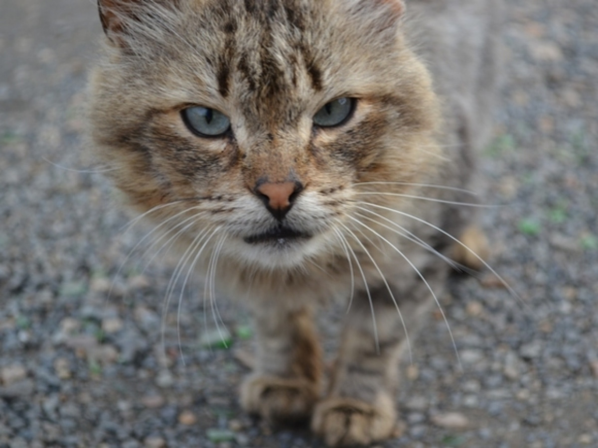  иллюстративное