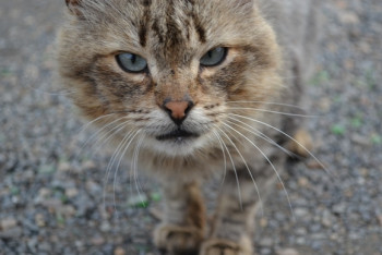 Фотография к новости: Уличный кот случайно убил ребенка в Украине