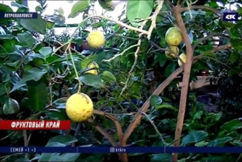 Фотография к новости: Лимоны Рауля Кастро дали плоды в ботаническом саду Петропавловска