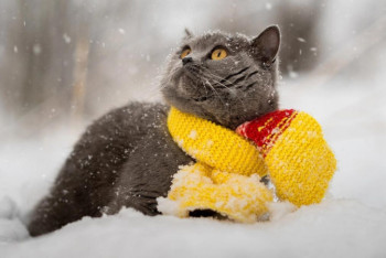 Фотография к новости: В четырех областях и Нур-Султане объявлено штормовое предупреждение